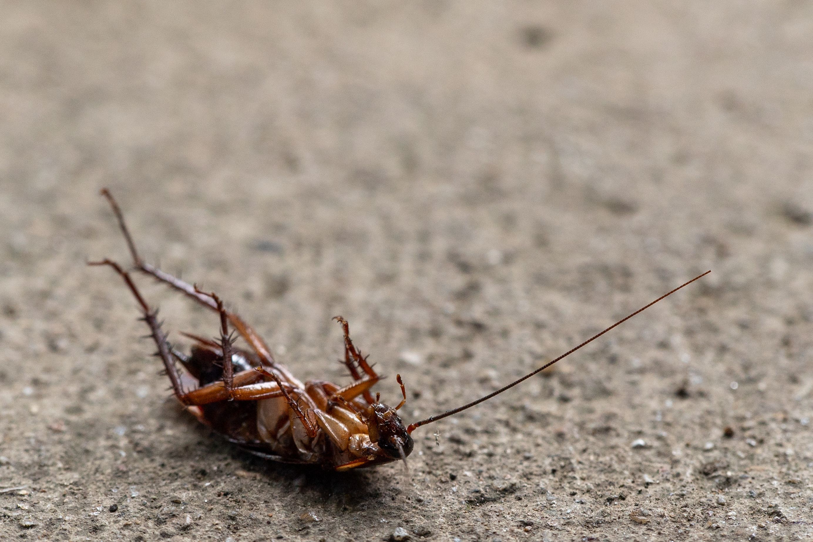 Cockroach Control